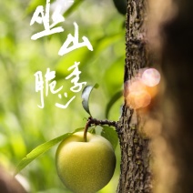 巫山脆李晚熟品种口感**专业代办有需要联系