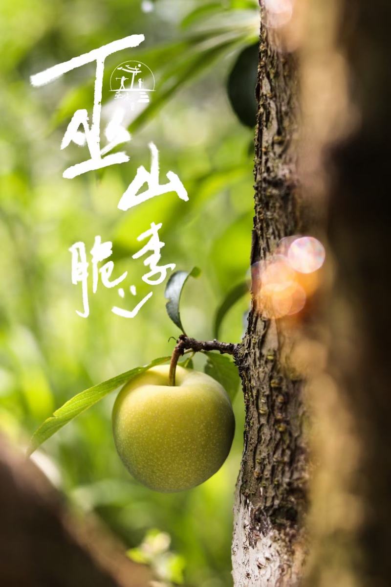巫山脆李晚熟品种口感**专业代办有需要联系