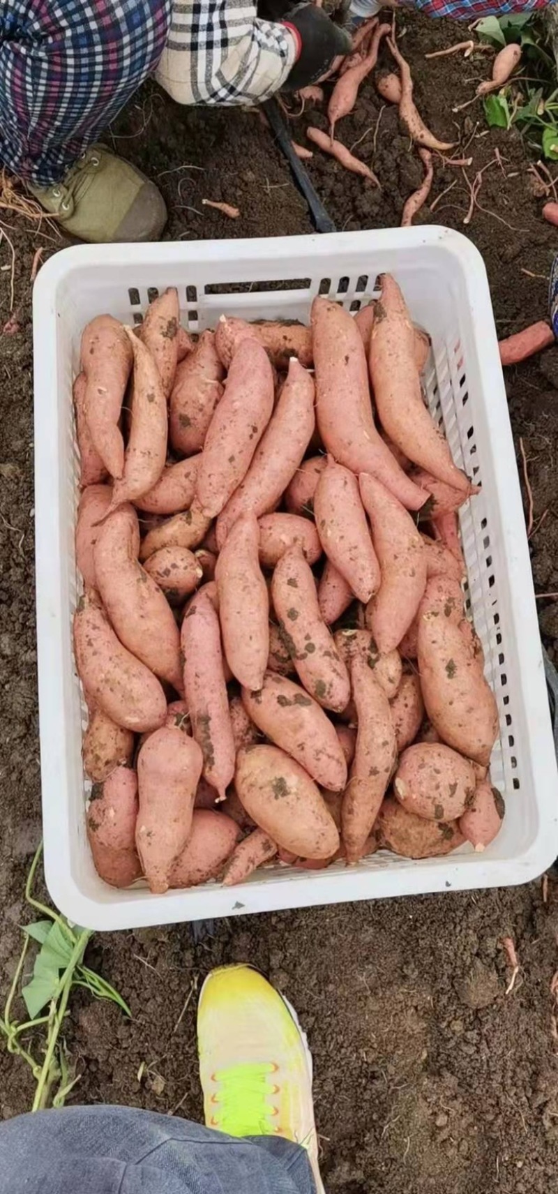 电商龙薯九红薯，龙九商品薯，地瓜，各种规格包装