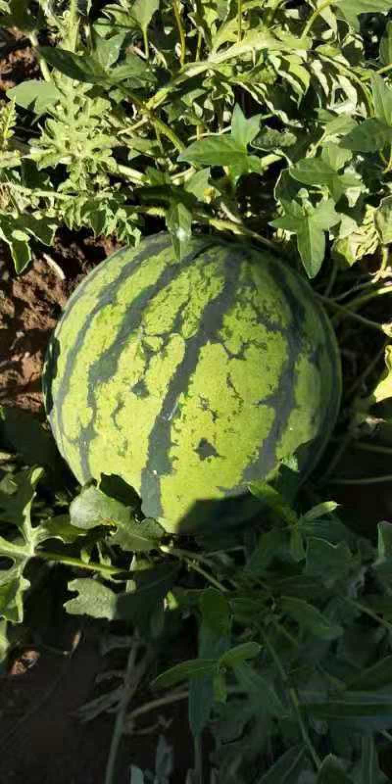 【推荐】天津静海京欣西瓜台头西瓜大量糖度15个，欢迎选购