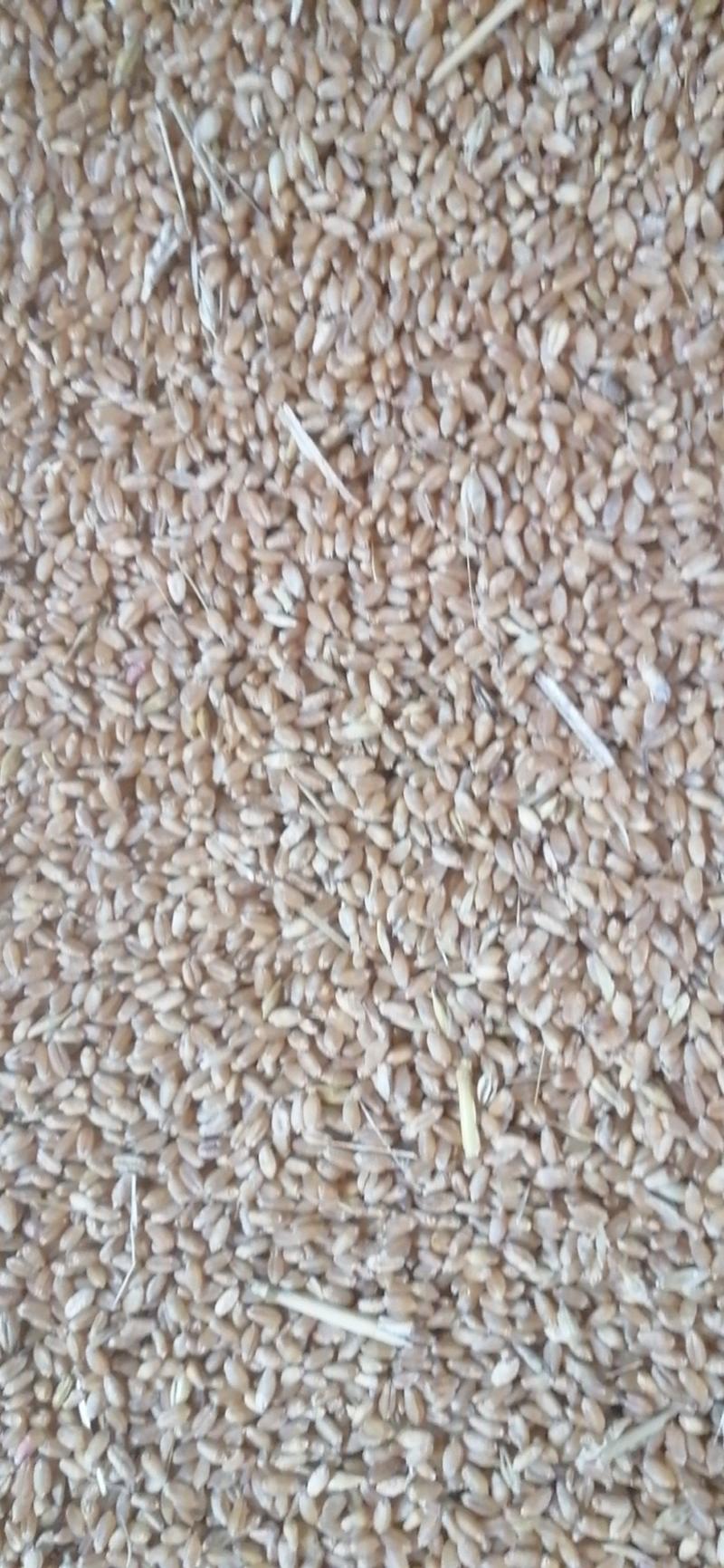 河南小麦。湖北小麦