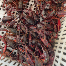 江苏兴化小龙虾，肉质饱满，规格齐全，自产自销，量大从优