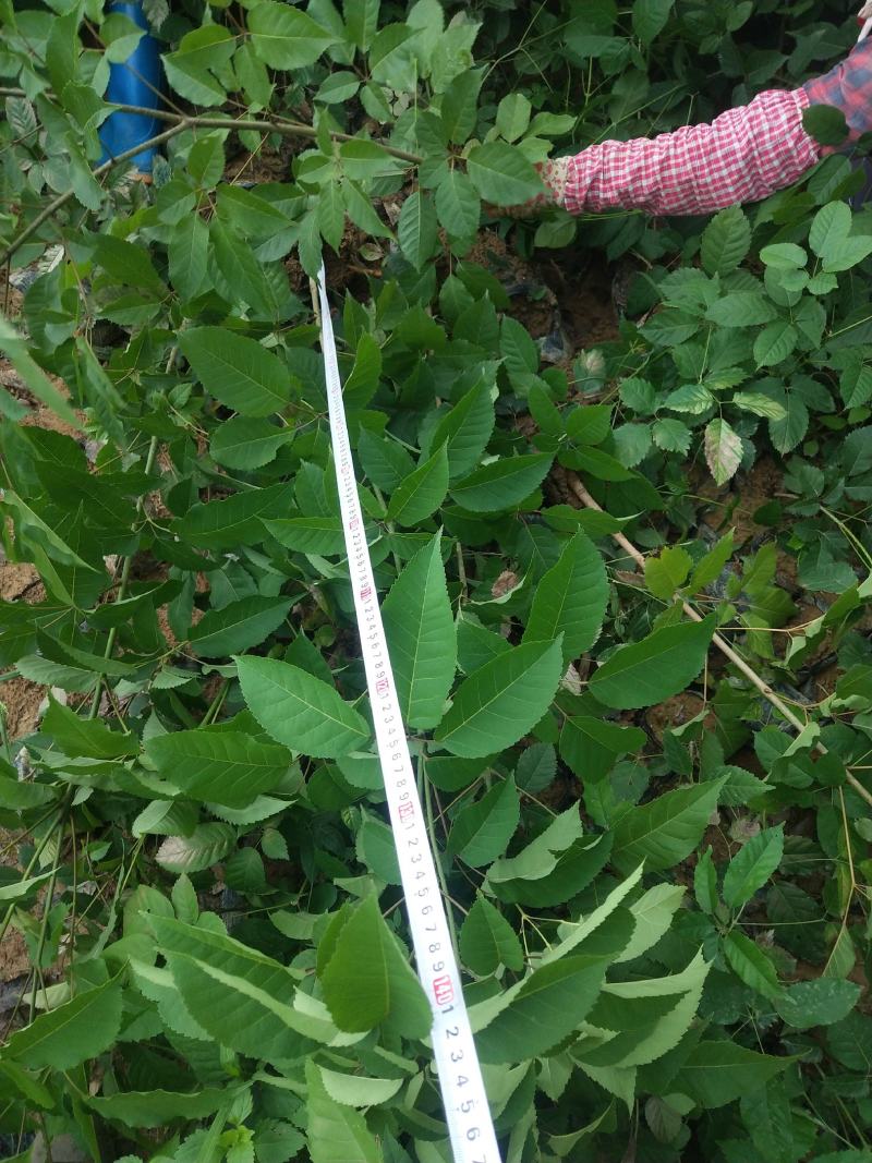 紫花风铃木多花