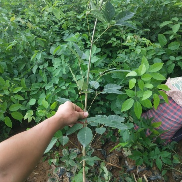 紫花风铃木多花