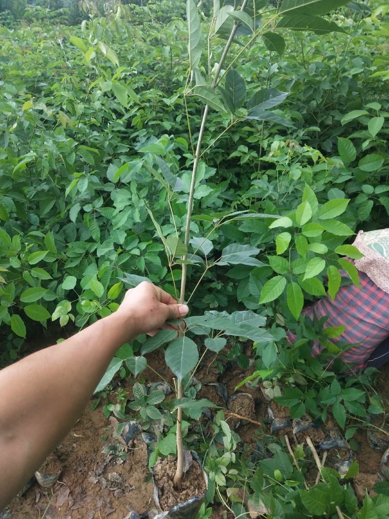 紫花风铃木多花