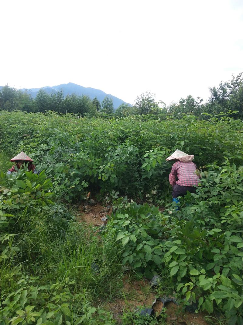 紫花风铃木多花