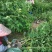 紫花风铃木多花