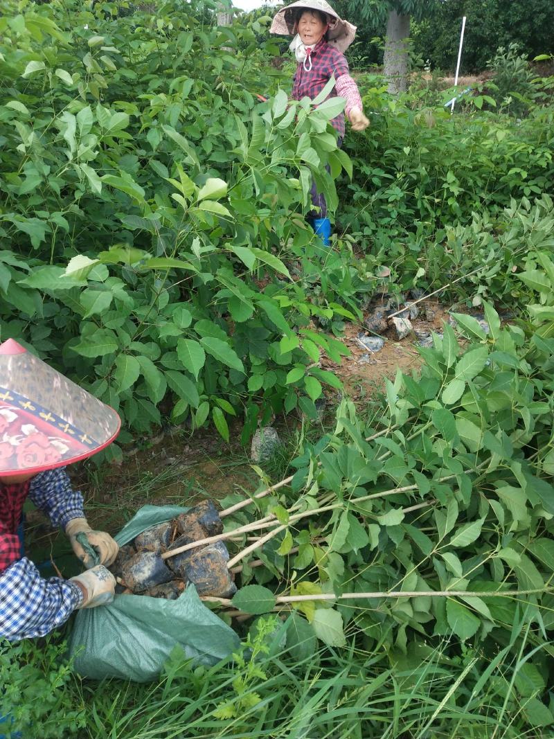 紫花风铃木多花