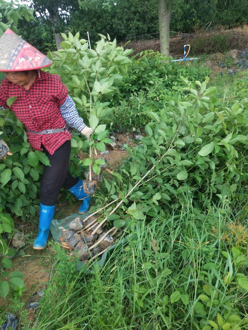 紫花风铃木多花