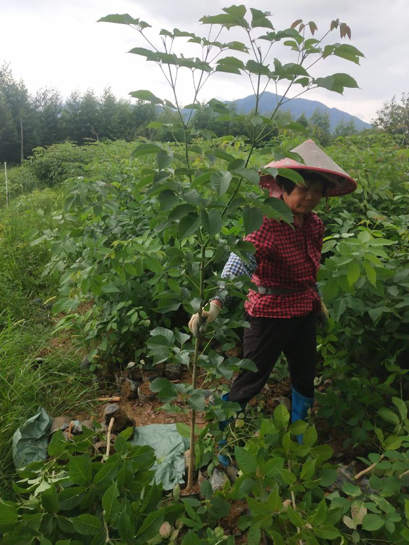 紫花风铃木多花