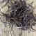 2021年易武乔木生茶普洱茶一斤装散茶500g