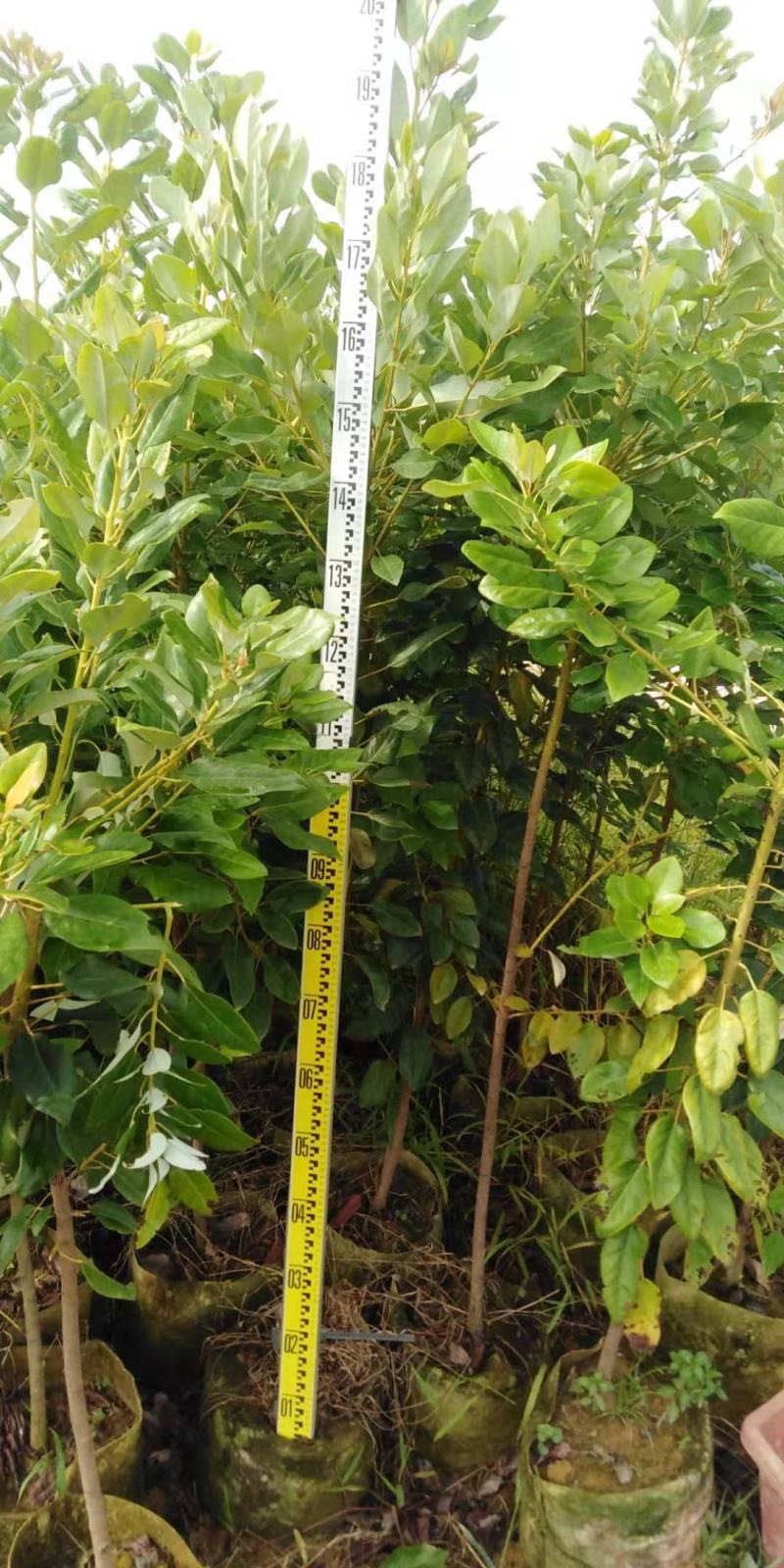 红花荷布袋苗正宗红苞木山林地城市复绿苗木