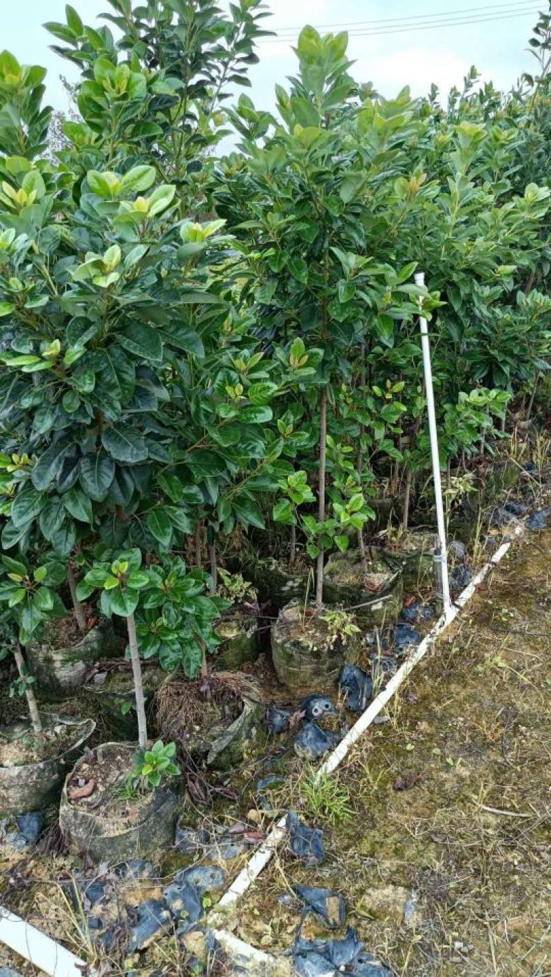 红花荷布袋苗正宗红苞木山林地城市复绿苗木