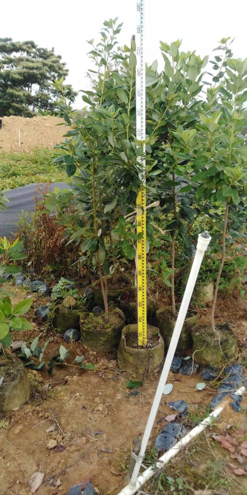 红花荷布袋苗正宗红苞木山林地城市复绿苗木