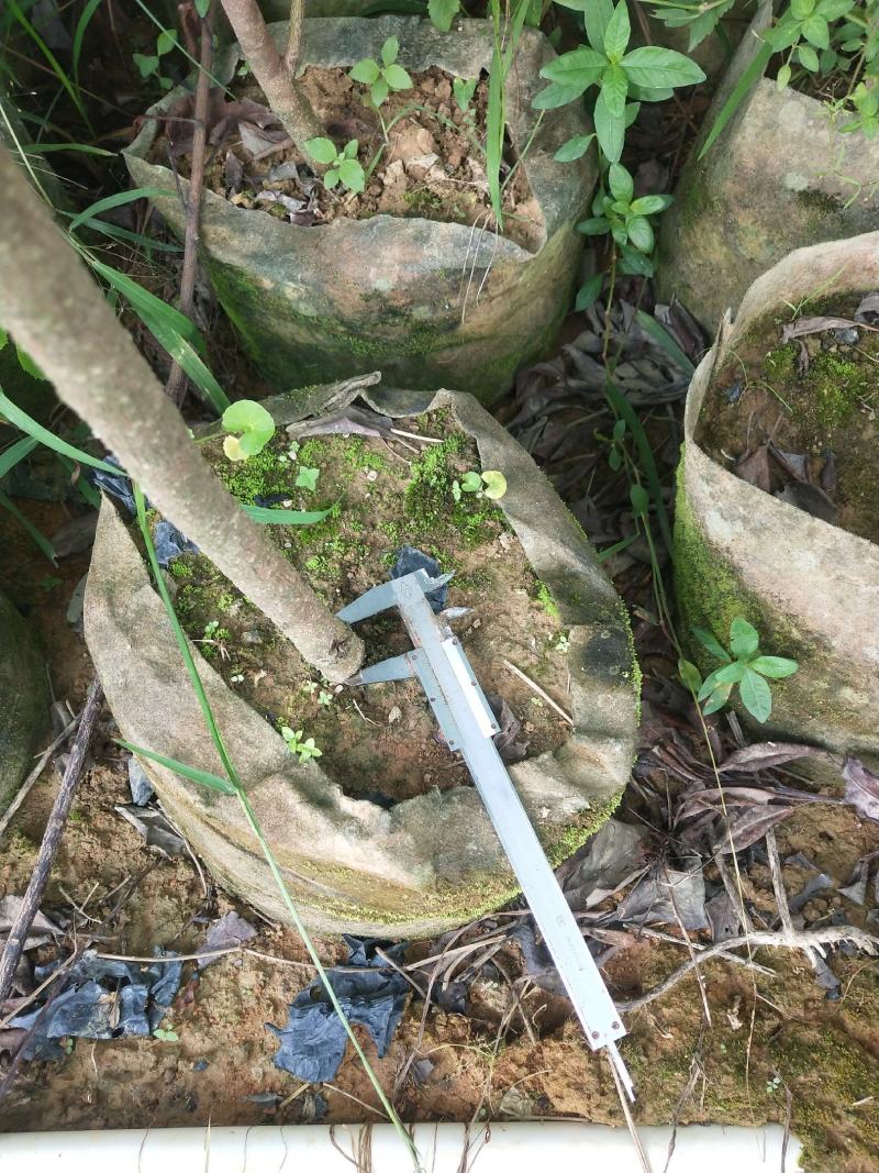 红花荷布袋苗正宗红苞木山林地城市复绿苗木