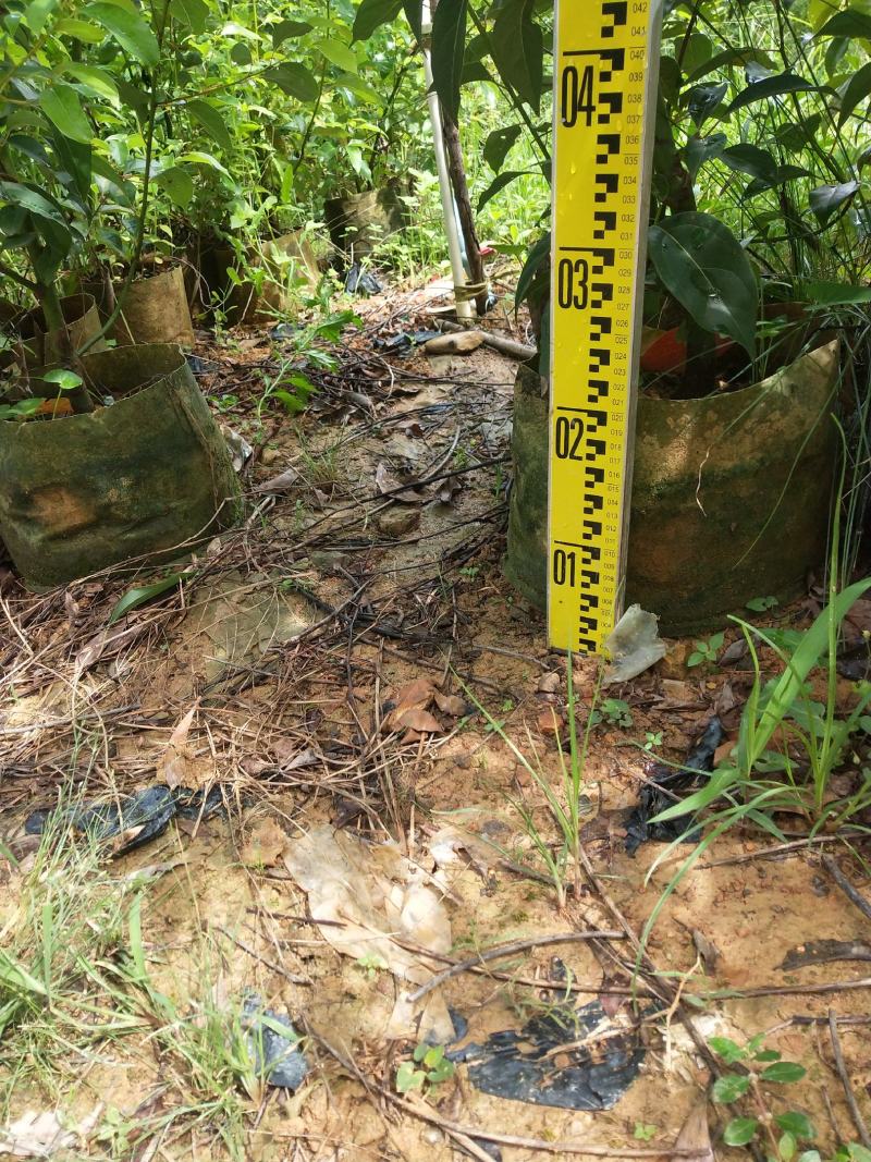 红花荷布袋苗正宗红苞木山林地城市复绿苗木