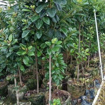 红花荷布袋苗正宗红苞木山林地城市复绿苗木