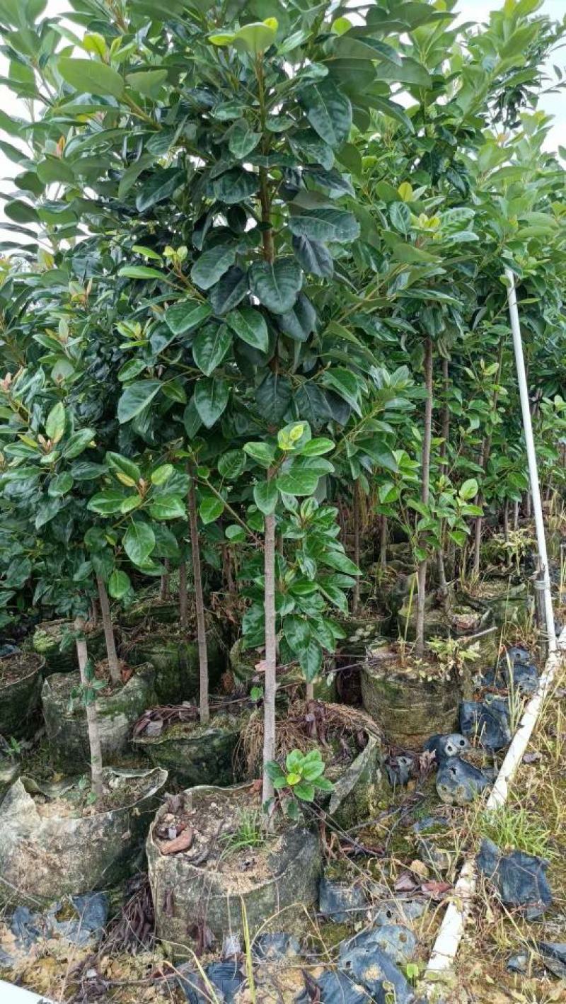 红花荷布袋苗正宗红苞木山林地城市复绿苗木