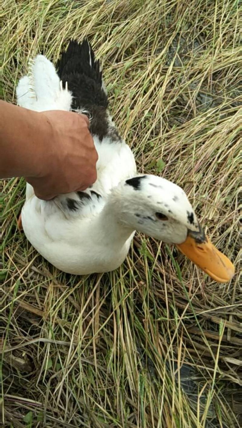 麻鸭苗大白沙麻鸭花边鸭厂家直销包运输路活品种纯