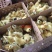 麻鸭苗大白沙麻鸭花边鸭厂家直销包运输路活品种纯