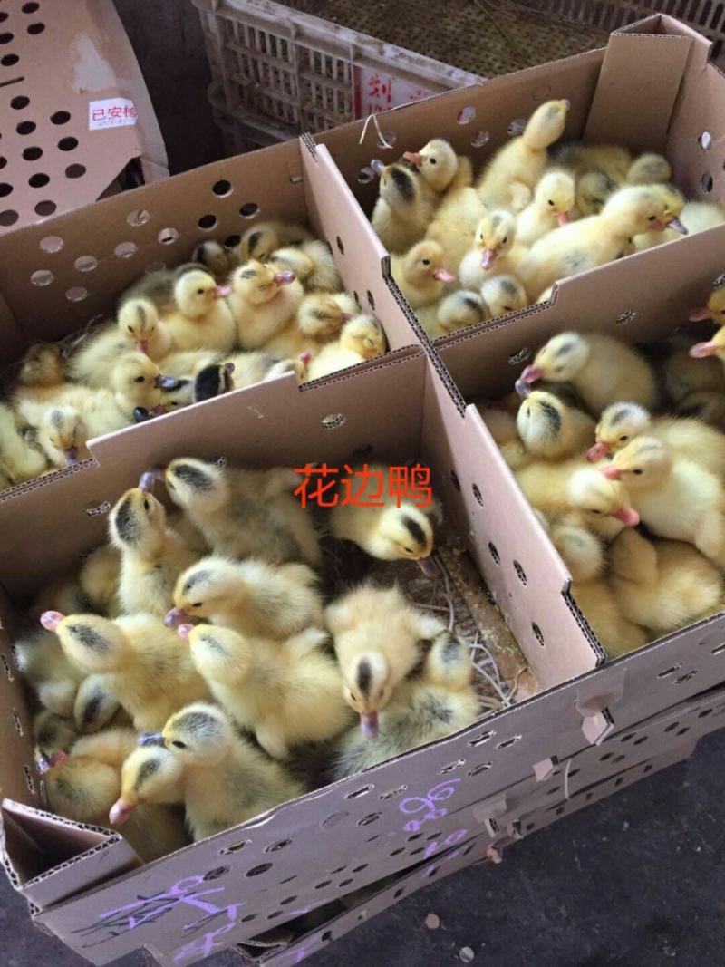 麻鸭苗大白沙麻鸭花边鸭厂家直销包运输路活品种纯