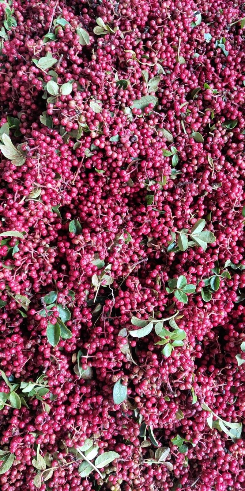 批发出售云南小红花椒
