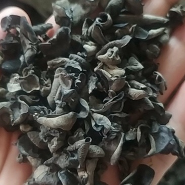 木耳芽
