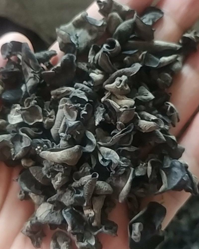 木耳芽