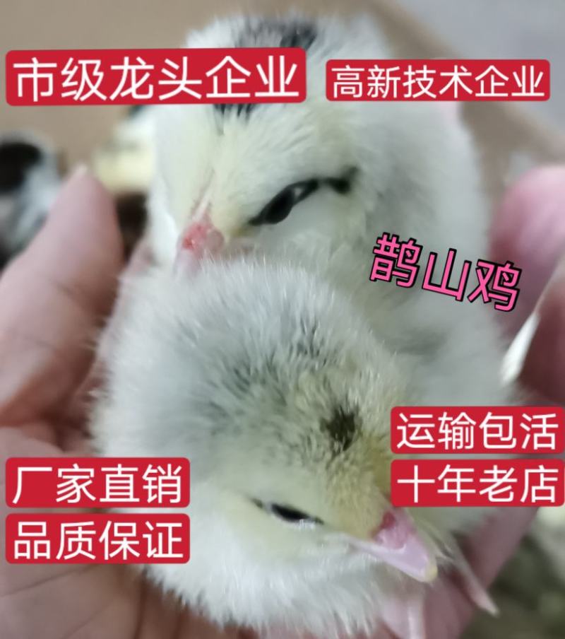贵妃鸡苗芦花鸡苗鹊山鸡苗厂家直销包运输路损疫苗