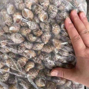 花螺！价格优惠！量大从优！
