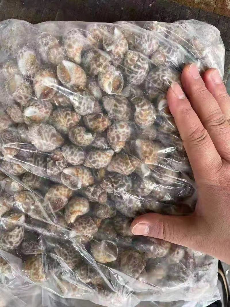 花螺！价格优惠！量大从优！