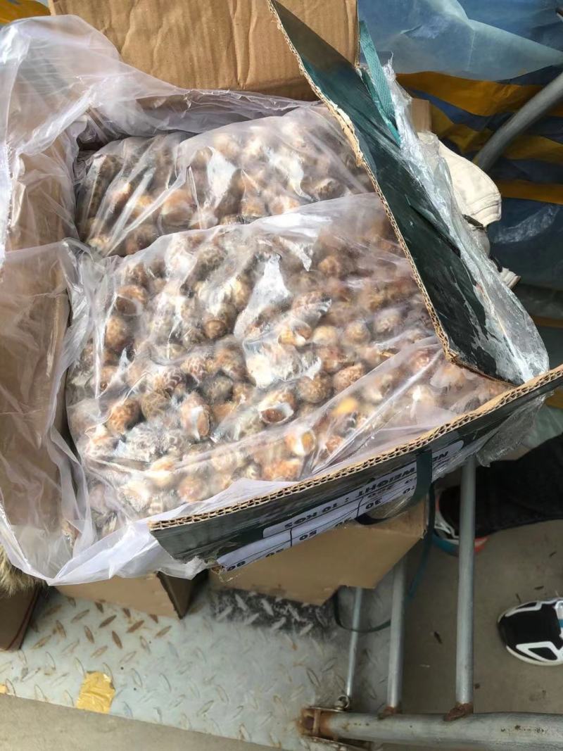 花螺！价格优惠！量大从优！