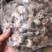 花螺！价格优惠！量大从优！