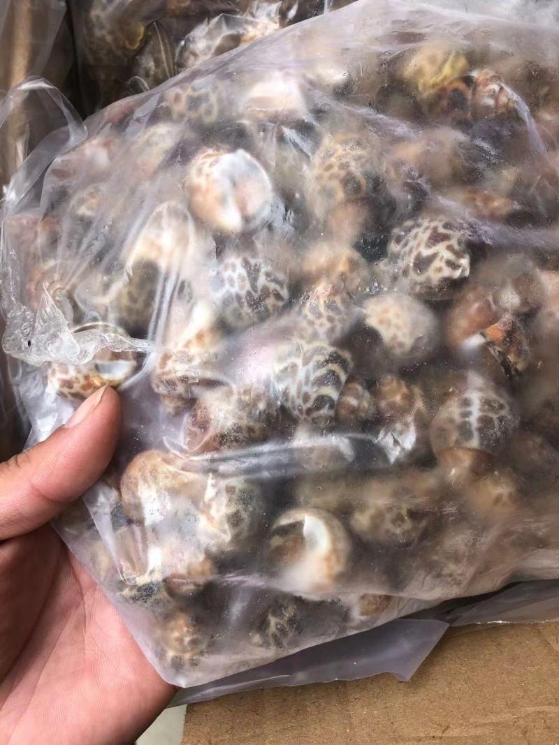 花螺！价格优惠！量大从优！