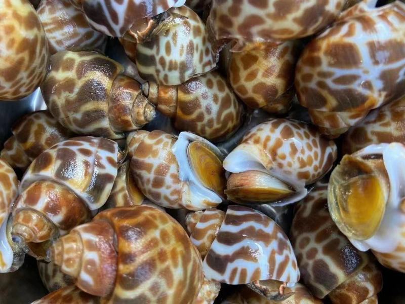 花螺！价格优惠！量大从优！