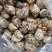 花螺！价格优惠！量大从优！