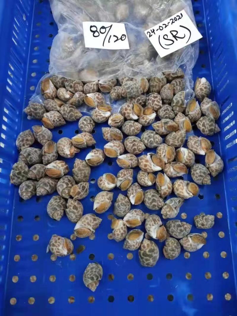 花螺！价格优惠！量大从优！