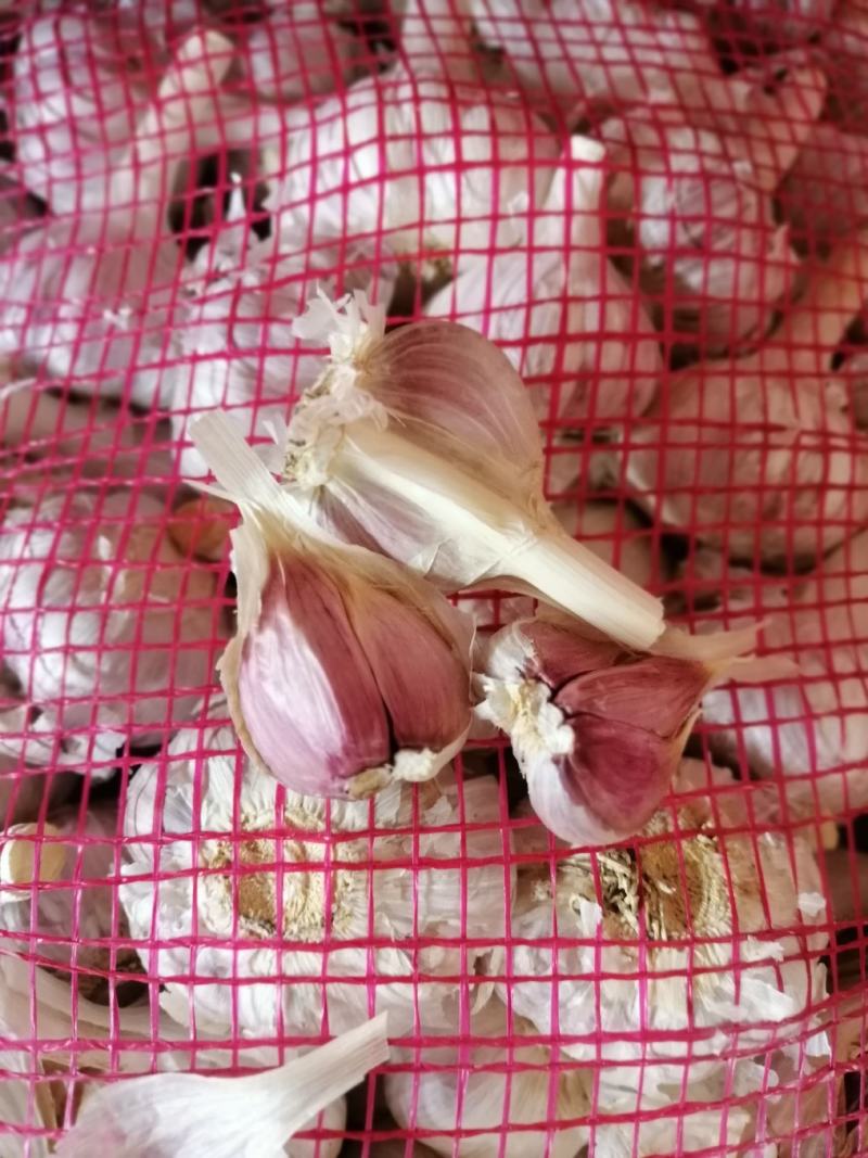红皮大蒜（又名红皮川蒜）一手货源，全国代发对接全国