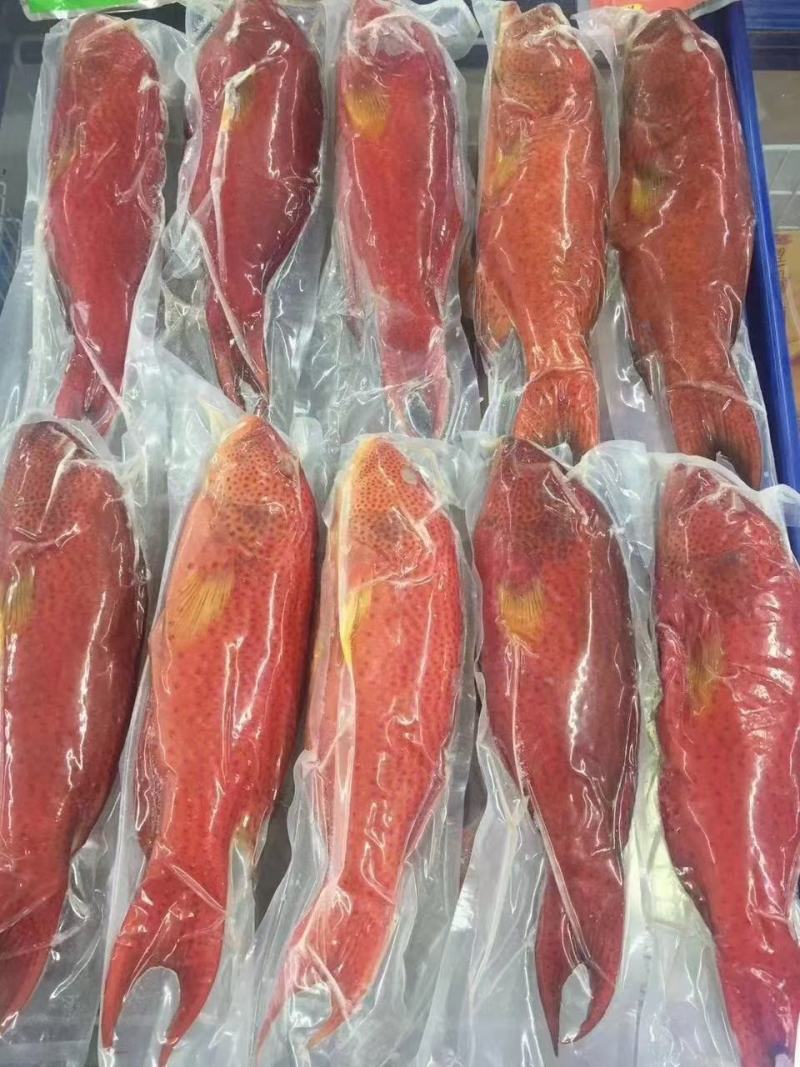 东星斑活冻东星斑赤少肉多，口感鲜甜，肉质细腻