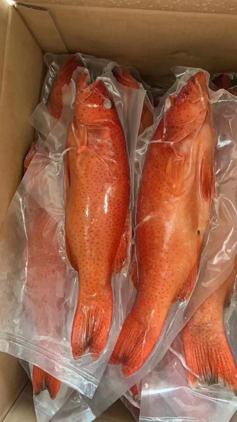 东星斑活冻东星斑赤少肉多，口感鲜甜，肉质细腻