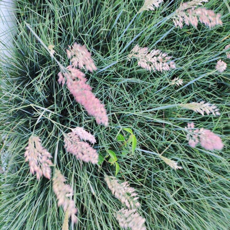 坡地毛冠草种植基地大量供应优质坡地毛冠草种苗