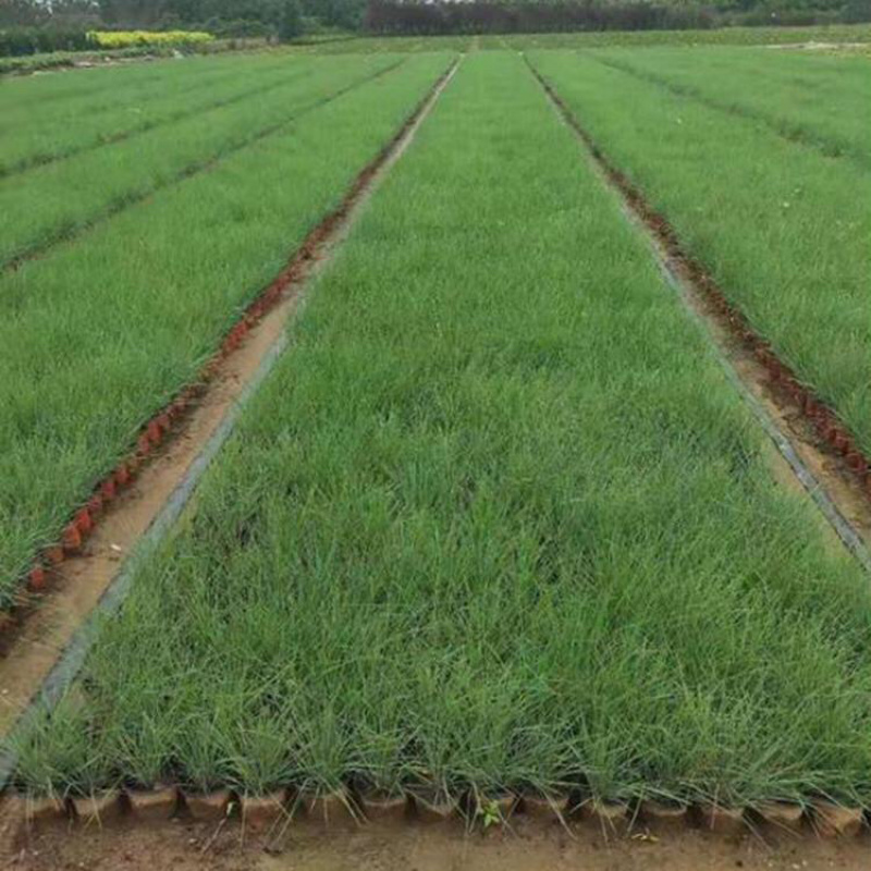 坡地毛冠草种植基地大量供应优质坡地毛冠草种苗