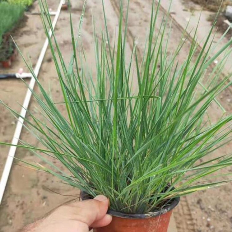 坡地毛冠草种植基地大量供应优质坡地毛冠草种苗