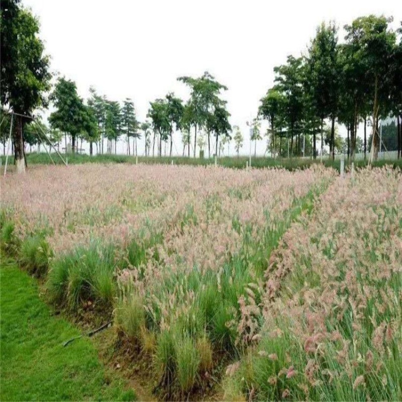 坡地毛冠草种植基地大量供应优质坡地毛冠草种苗