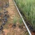 坡地毛冠草种植基地大量供应优质坡地毛冠草种苗
