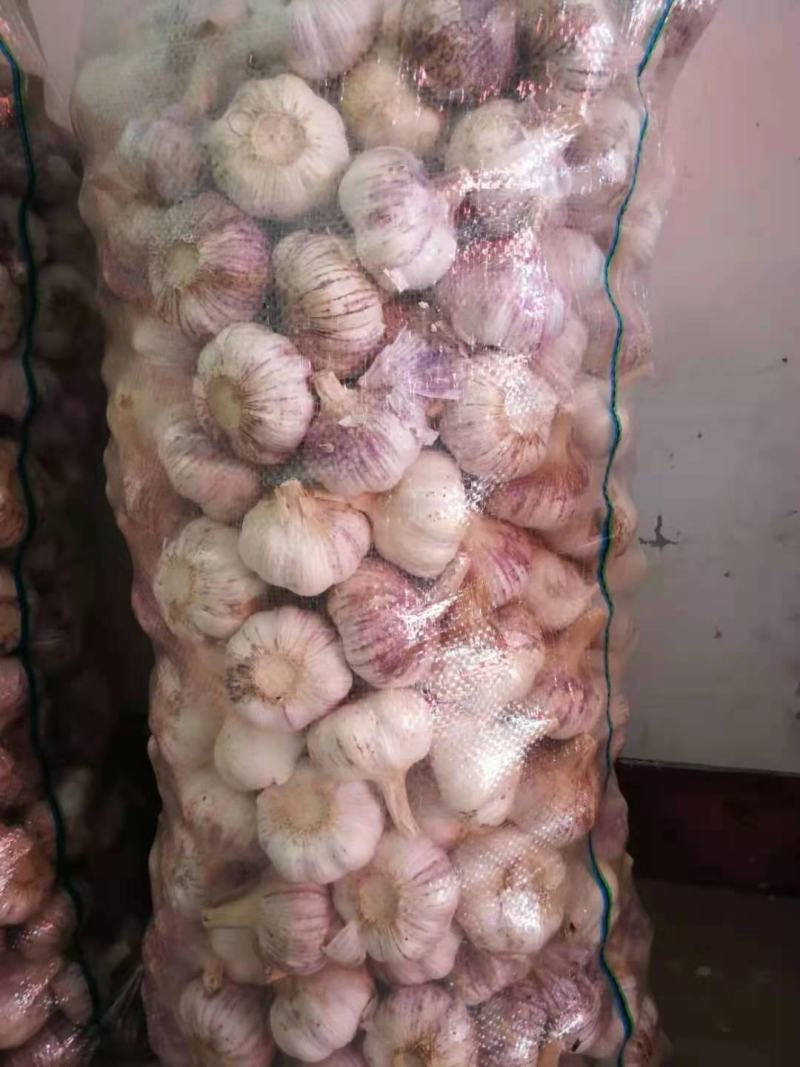 大蒜5060以上精品大蒜，净蒜毛蒜可以看货代