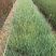 坡地毛冠草种植基地大量供应优质坡地毛冠草种苗