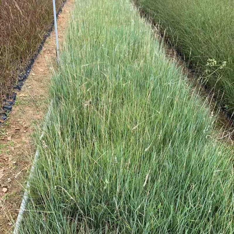 坡地毛冠草种植基地大量供应优质坡地毛冠草种苗