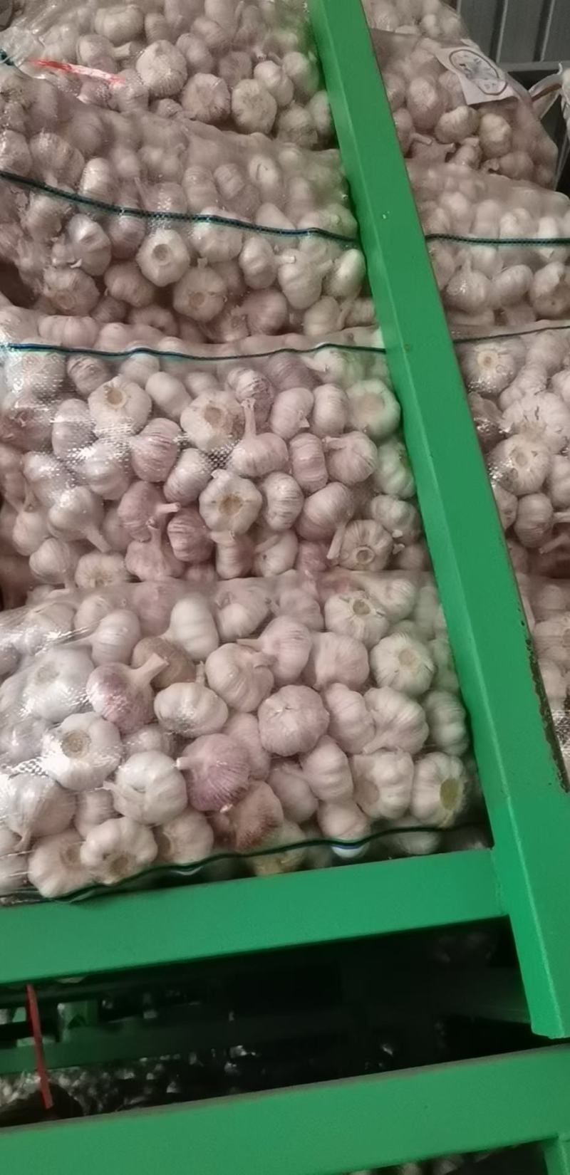 大蒜5060以上精品大蒜，净蒜毛蒜可以看货代