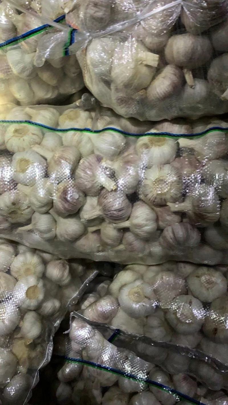 大蒜5060以上精品大蒜，净蒜毛蒜可以看货代